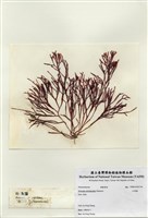 藏品(牛角樹)的圖片